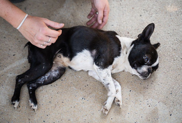Gracie Boston Terrier rescued RSPCA Queensland